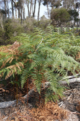 Pteridium esculentum