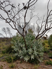 Eucalyptus pleurocarpa