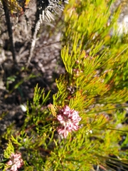 Serruria rubricaulis