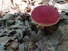 Hortiboletus rubellus