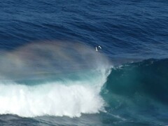 Haematopus ostralegus