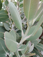 Eucalyptus pleurocarpa