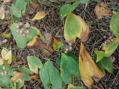 Maianthemum bifolium