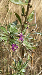 Lycium barbarum