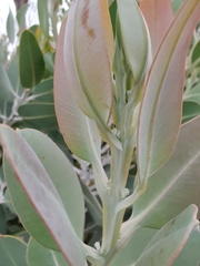 Eucalyptus pleurocarpa