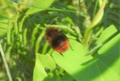 Bombus pascuorum