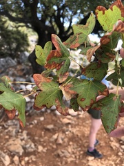 Acer monspessulanum