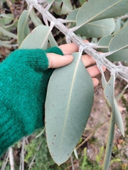 Eucalyptus pleurocarpa