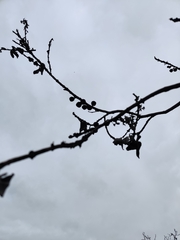 Eucalyptus pleurocarpa