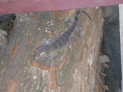 Gekko gecko