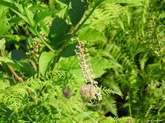 Phytolacca americana