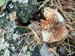 Gloeophyllum sepiarium