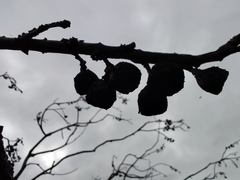 Eucalyptus pleurocarpa