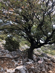 Acer monspessulanum