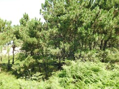 Pinus pinaster