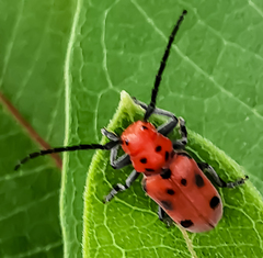 Tetraopes tetrophthalmus