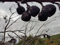 Eucalyptus pleurocarpa