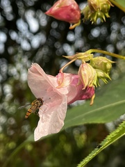 Impatiens glandulifera