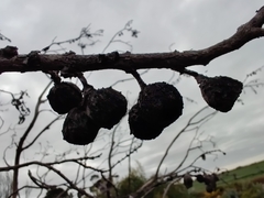 Eucalyptus pleurocarpa