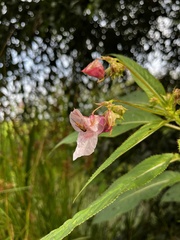 Impatiens glandulifera