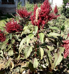 Amaranthus cruentus