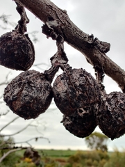 Eucalyptus pleurocarpa