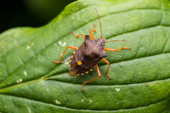Pentatoma rufipes