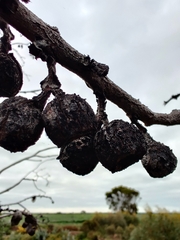 Eucalyptus pleurocarpa