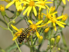 Megacyllene robiniae