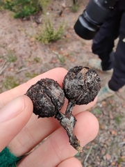 Eucalyptus pleurocarpa