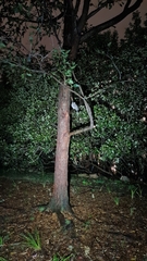 Podargus strigoides