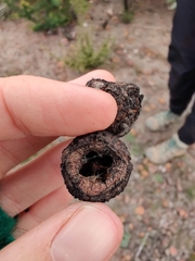 Eucalyptus pleurocarpa