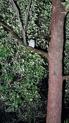 Podargus strigoides