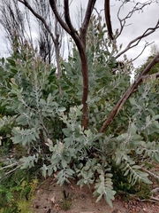 Eucalyptus pleurocarpa