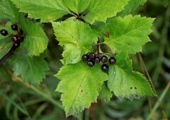 Crataegus chlorosarca
