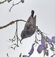 Chalcomitra amethystina