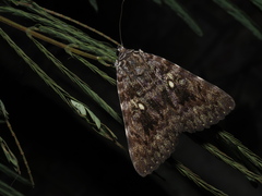Catocala pataloides