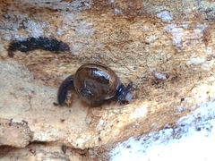 Ovachlamys fulgens