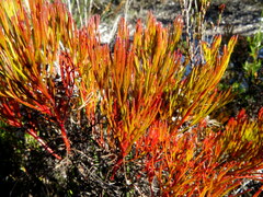 Serruria rubricaulis