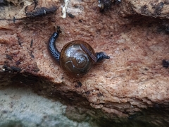 Ovachlamys fulgens