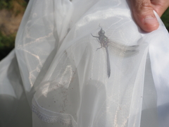 Somatochlora arctica