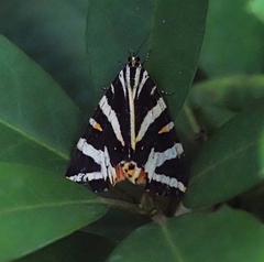 Euplagia quadripunctaria