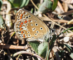 Polyommatus thersites