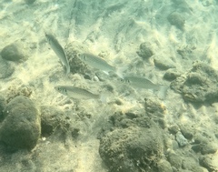 Dicentrarchus punctatus