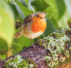 Erithacus rubecula