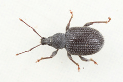 Otiorhynchus rugosostriatus