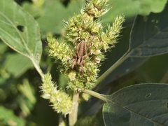 Alopecosa licenti
