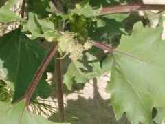 Xanthium orientale riparium