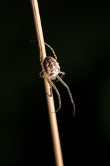 Metellina segmentata