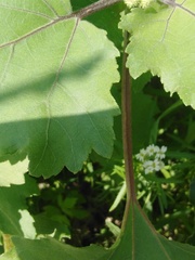 Xanthium orientale riparium